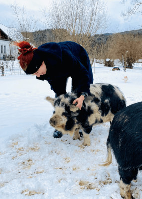 Schweine streicheln im Winter