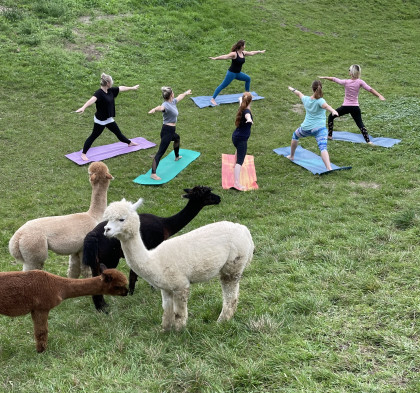 Yoga mit Alpakas