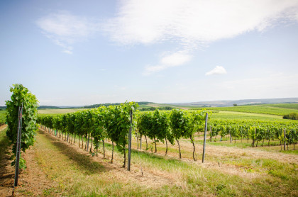Weingärten in Falkenstein