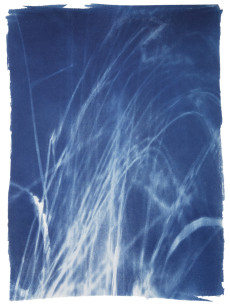 Eva-Maria Raab, live print field n6, 2020, Cyanotypie auf Hahnemühle-Aquarellpapier, 48 x 36 cm.